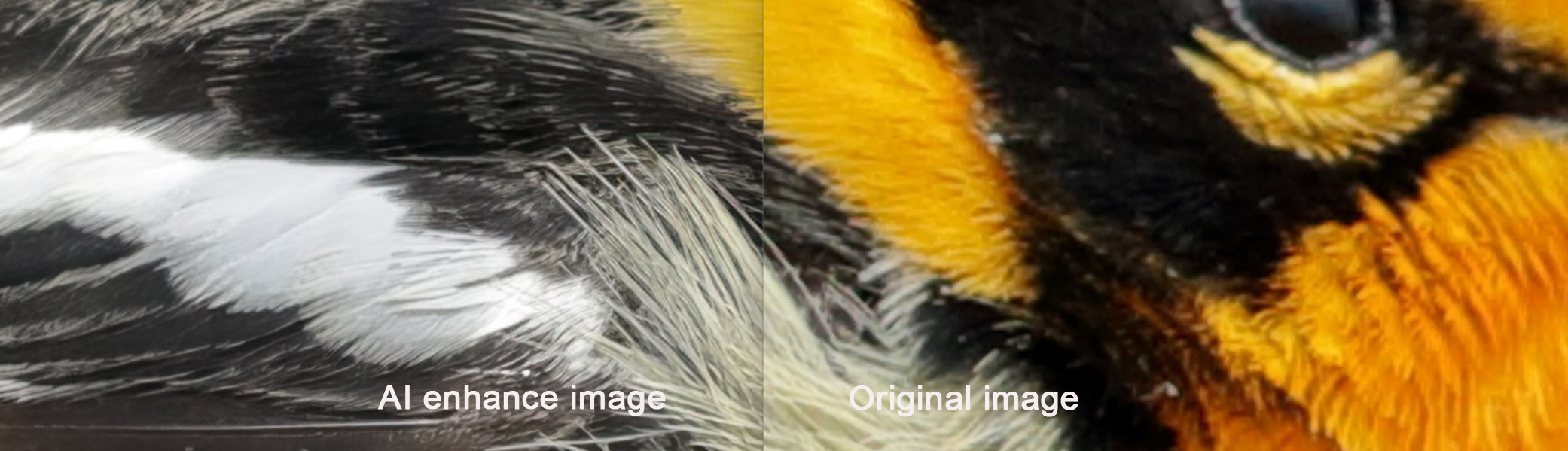 Dr Qing Song's website header image